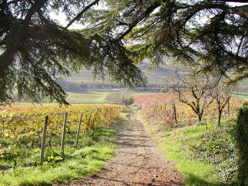 Tenuta San Rocco Conzano Екстериор снимка